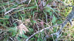 Dichanthelium dichotomum