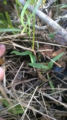 Dichanthelium dichotomum