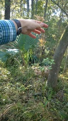Dichanthelium dichotomum
