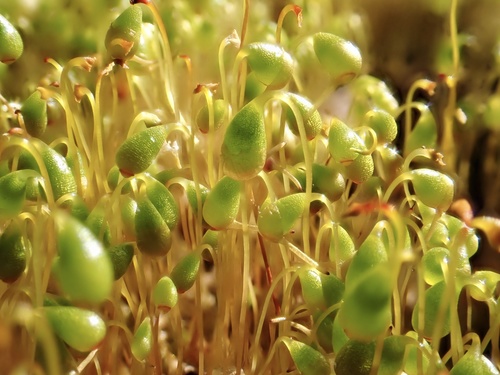 funaria moss (Funaria flavicans)