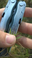 Dichanthelium dichotomum