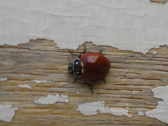 Cycloneda emarginata