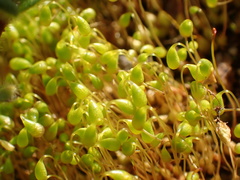 Funaria flavicans