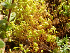 Funaria flavicans
