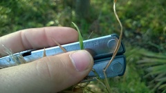 Dichanthelium dichotomum