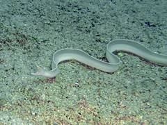 Brummer's Moray photo 5