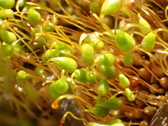 Funaria flavicans