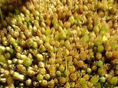Funaria flavicans