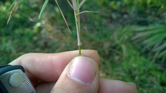 Dichanthelium dichotomum