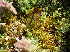 Funaria flavicans