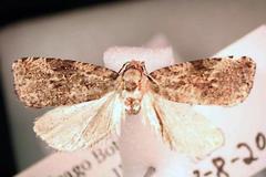 Endothenia montanana