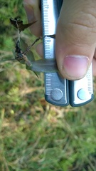 Dichanthelium dichotomum
