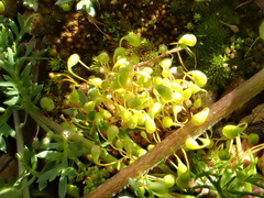 Funaria flavicans
