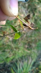 Dichanthelium dichotomum