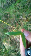 Dichanthelium dichotomum