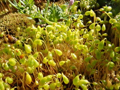 Funaria flavicans