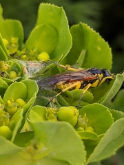 Tenthredo baetica