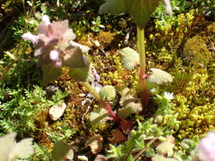 Funaria flavicans