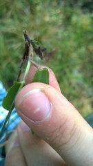 Dichanthelium dichotomum