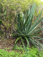 Agave sisalana
