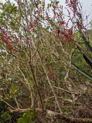 Erythrina herbacea image