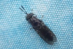 Hermetia sexmaculata