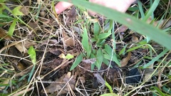 Dichanthelium dichotomum