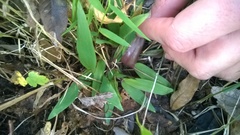 Dichanthelium dichotomum