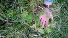 Dichanthelium dichotomum