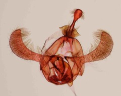 Endothenia montanana