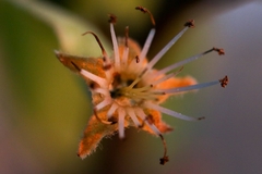 Silene lemmonii
