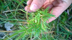 Dichanthelium dichotomum