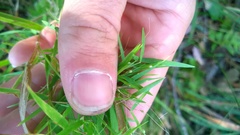 Dichanthelium dichotomum