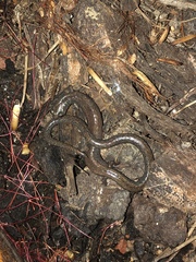 Batrachoseps major major