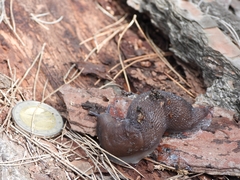 Limax bivonae