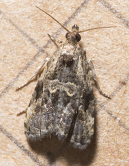 Endothenia montanana