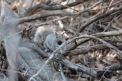 Sciurus carolinensis