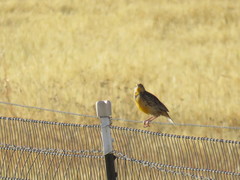 Sturnella magna lilianae