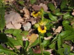 Ophrys lutea lutea