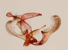 Endothenia montanana