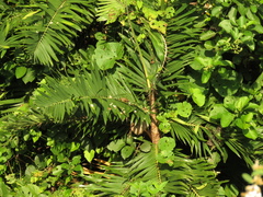 Bactris guineensis