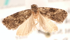 Endothenia montanana