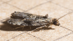 Endothenia montanana