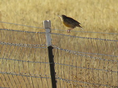 Sturnella magna lilianae