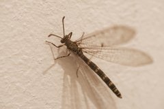 Neuroleon egenus