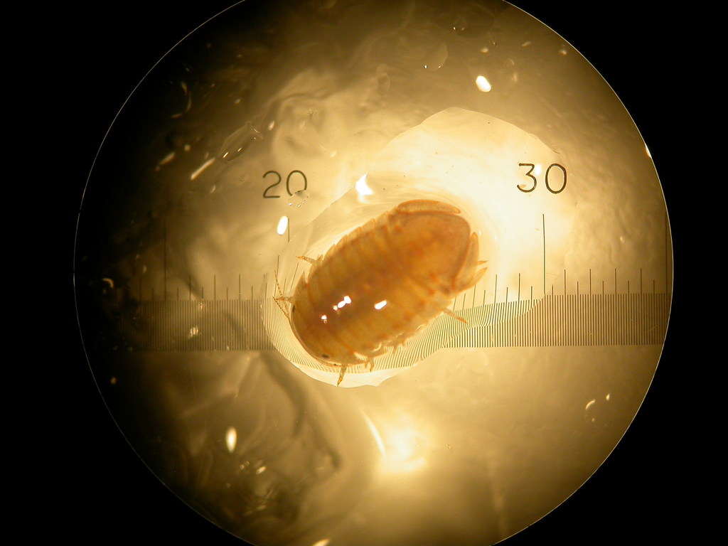 Socorro Isopod