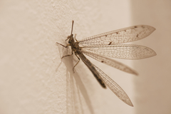 Neuroleon egenus