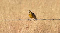 Sturnella magna lilianae