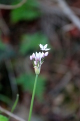 Allium praecox