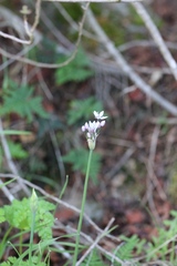 Allium praecox